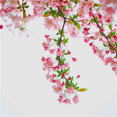 大发黄金版app下载手机app下载